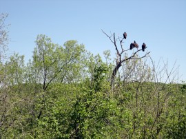 Buzzards perching in a tree looking for prey. Saw foxes, coyotes, deer, tortoises, rabbits, raccoon, wild turkeys, ducks, geese and many other species of birds including cardinals, my favorite. Heard the whip-o-will and owls at night.